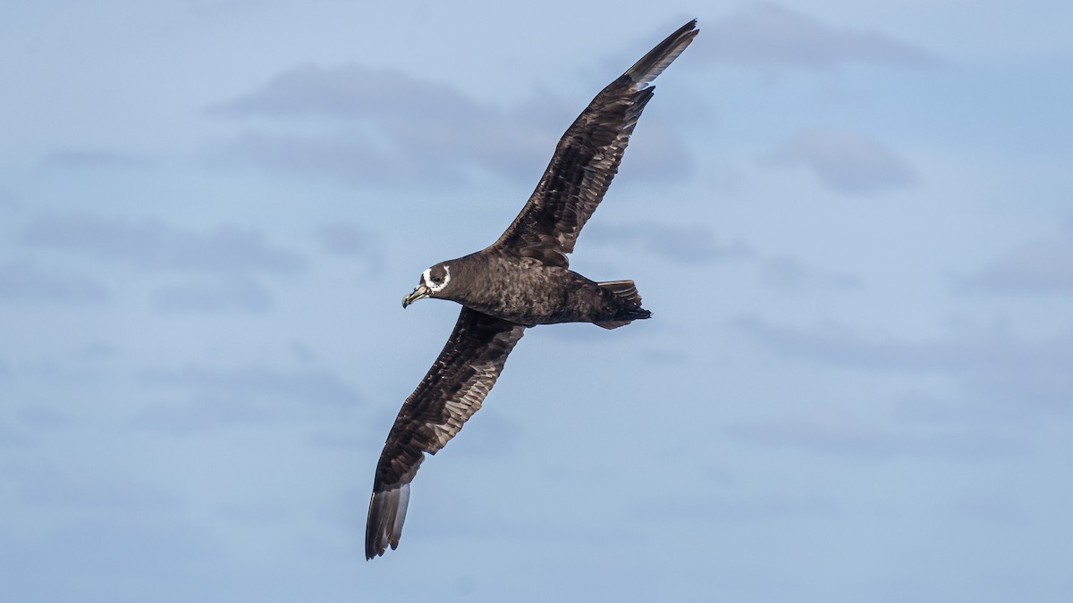 Spectacled Petrel - ML248283641