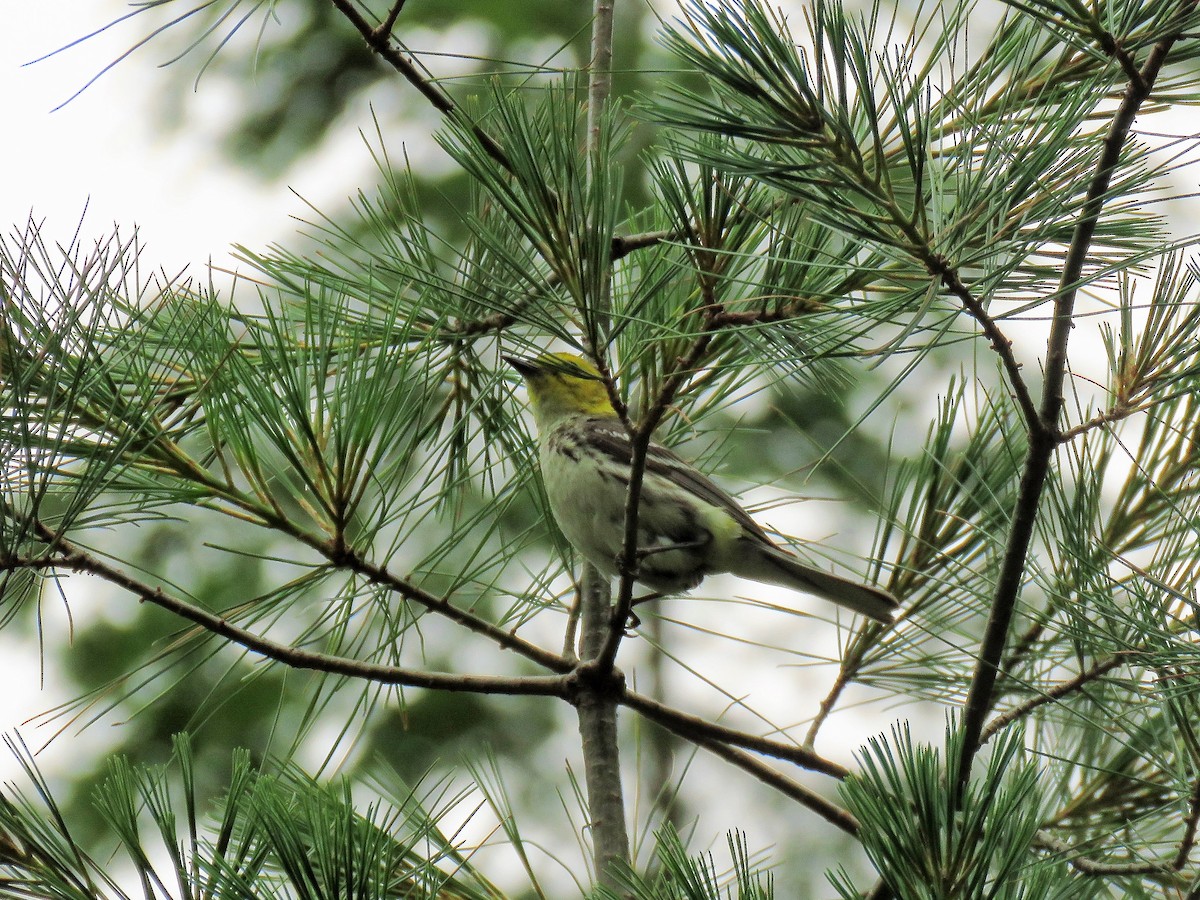 Black-throated Green Warbler - ML248285281