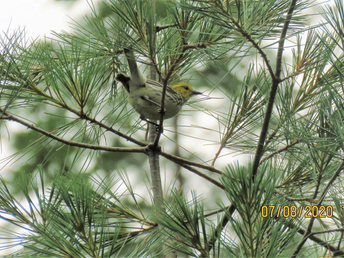 Black-throated Green Warbler - ML248285291