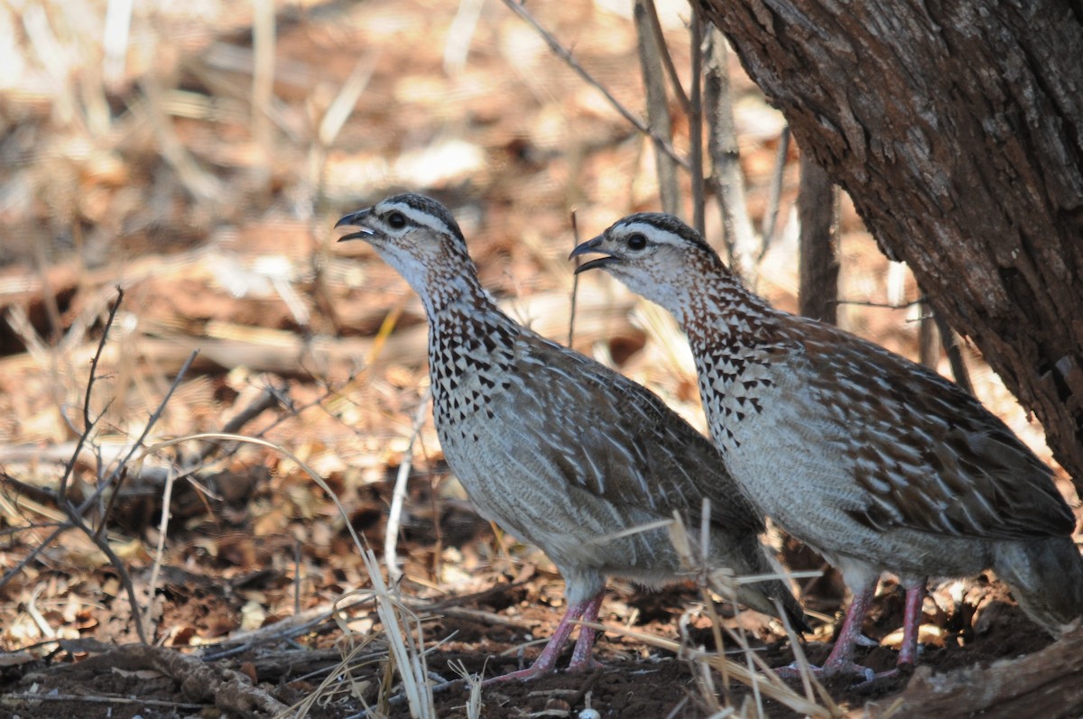Crested Francolin (Crested) - Augusto Faustino