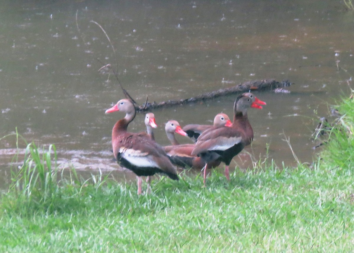 Black-bellied Whistling-Duck - Judy and Don Self