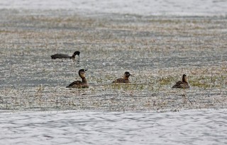 White-backed Duck, ML248291251