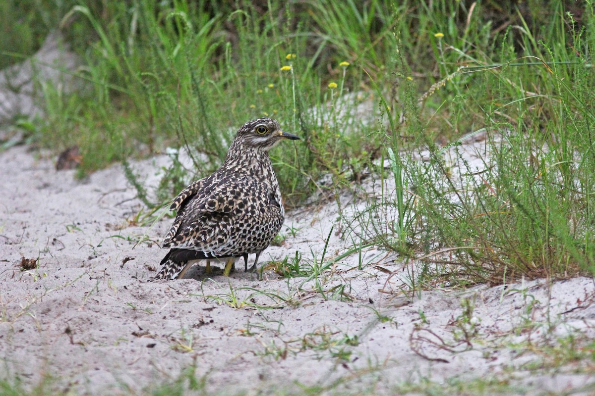 Spotted Thick-knee - ML248291381