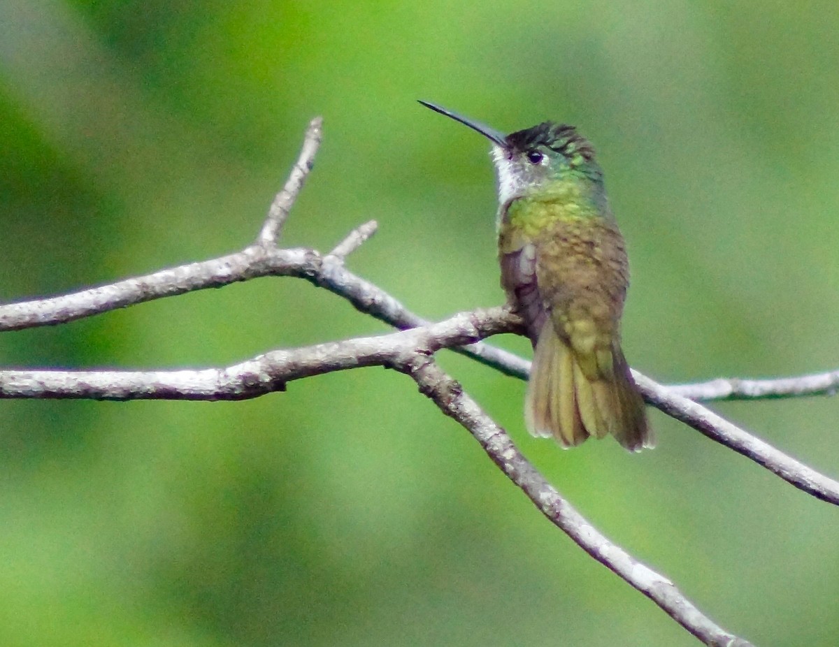 Azure-crowned Hummingbird - ML248292231