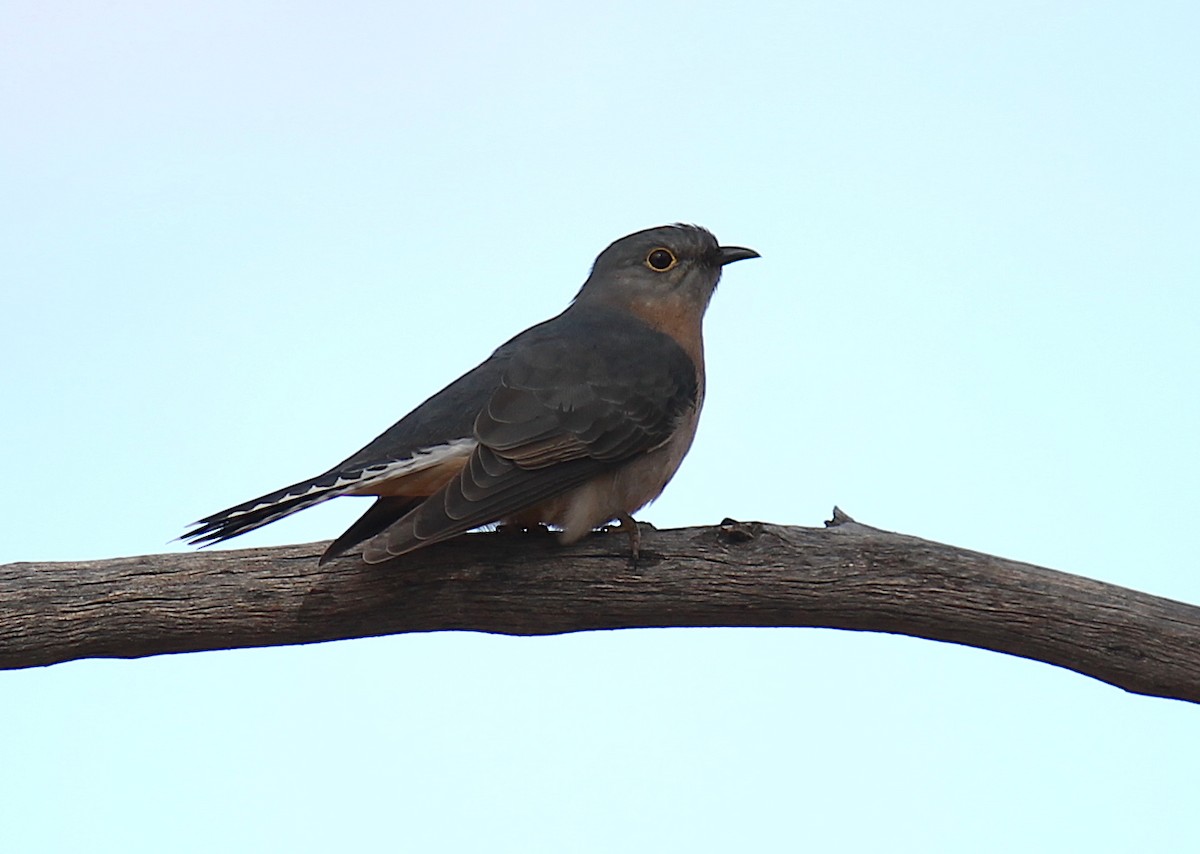 Fan-tailed Cuckoo - Stephan Lorenz