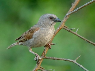  - Parrot-billed Sparrow