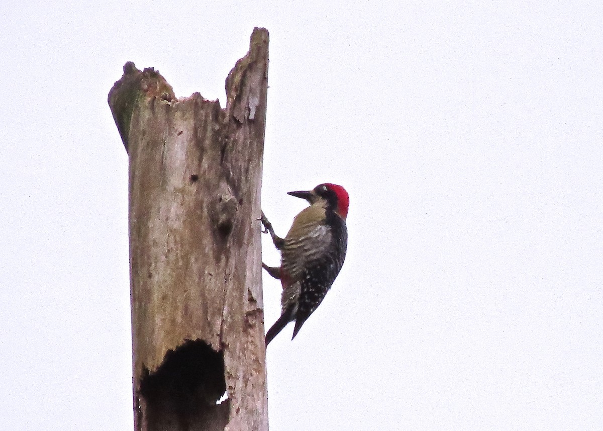 Black-cheeked Woodpecker - ML24830001