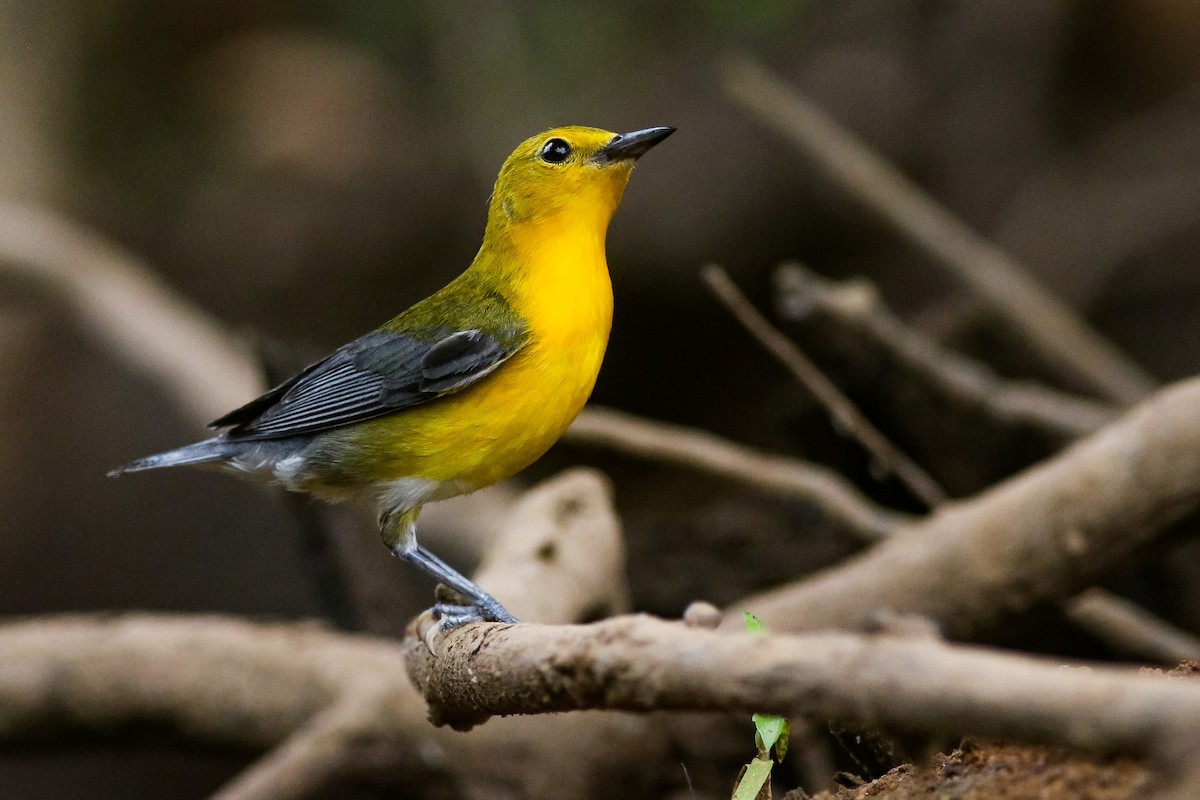 Prothonotary Warbler - ML248300511