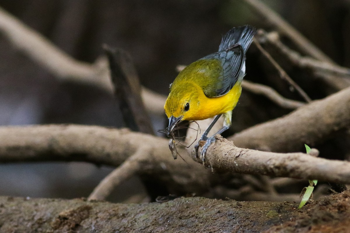 Prothonotary Warbler - ML248300531