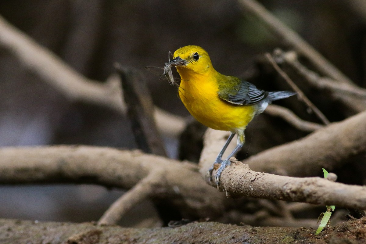 Prothonotary Warbler - ML248300571