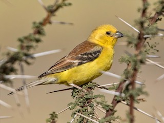 Moineau doré mâle - stme201331