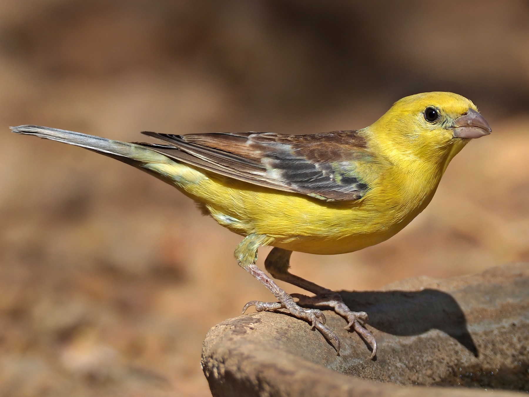 Sudan Golden Sparrow - Andrew Spencer