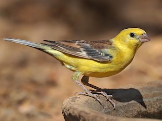  - Sudan Golden Sparrow