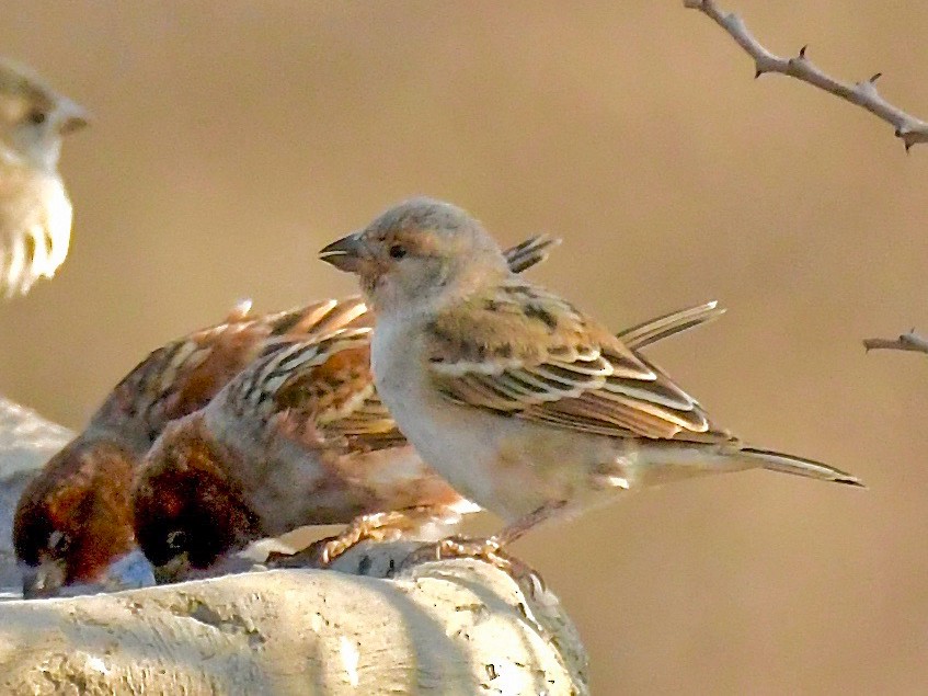 Chestnut Sparrow - Theresa Bucher