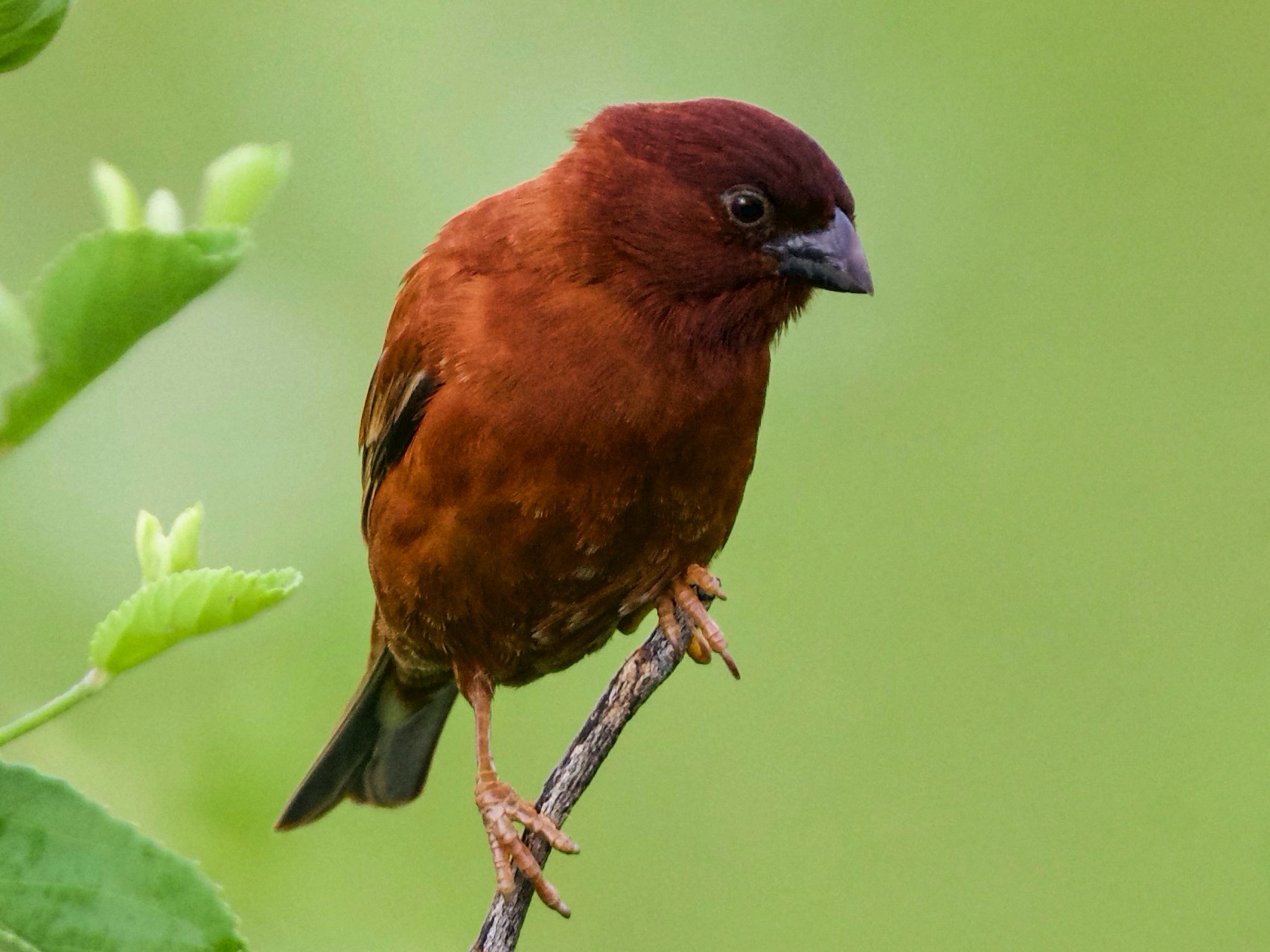 Chestnut Sparrow - Peder Svingen