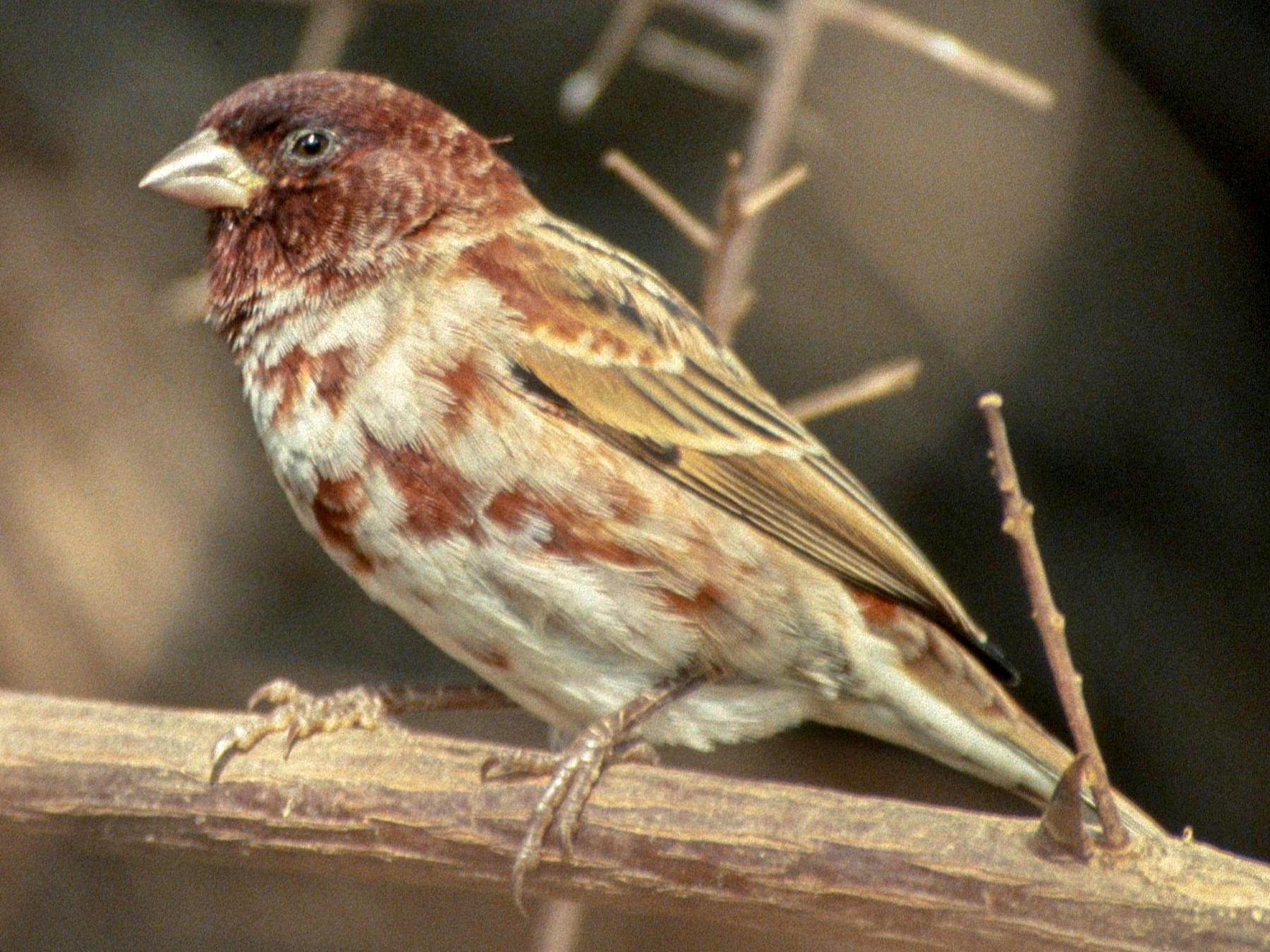 Chestnut Sparrow - Lorenzo Vinciguerra