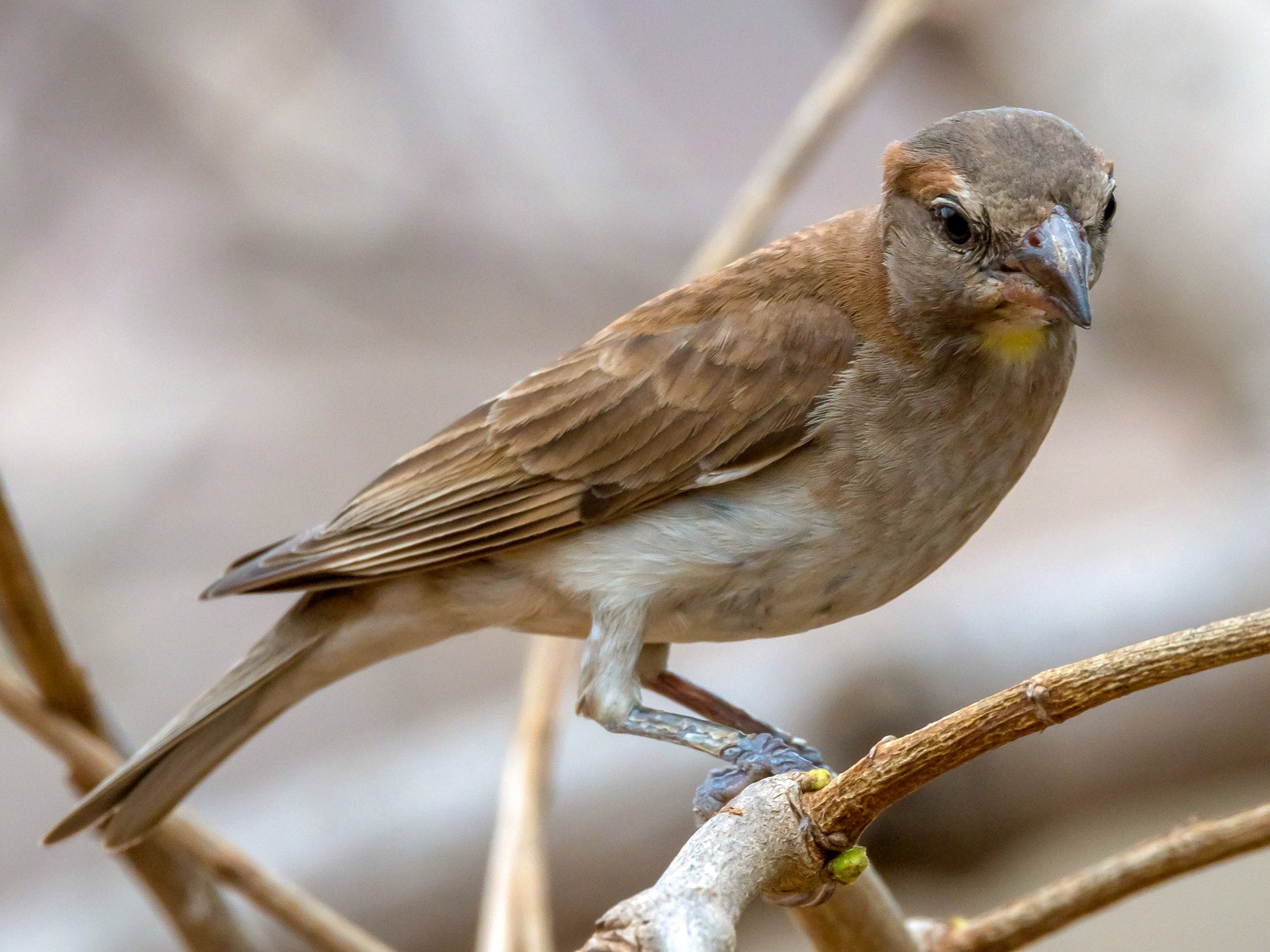 Sahel Bush Sparrow - Eric Francois Roualet