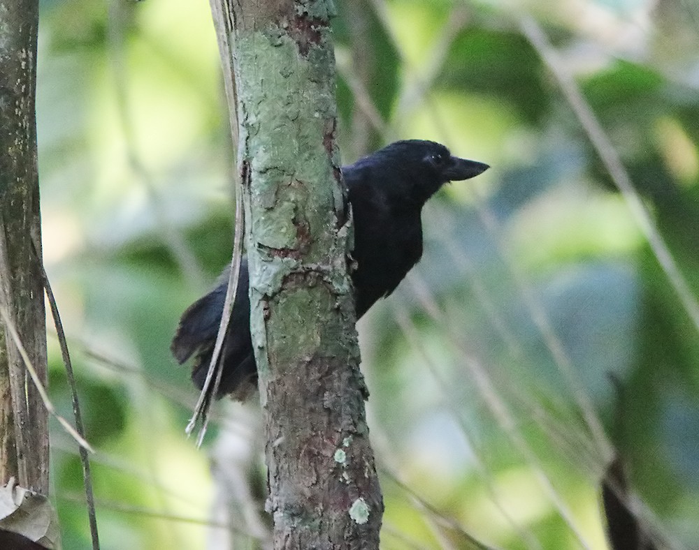 Rondonia Bushbird - ML248313941