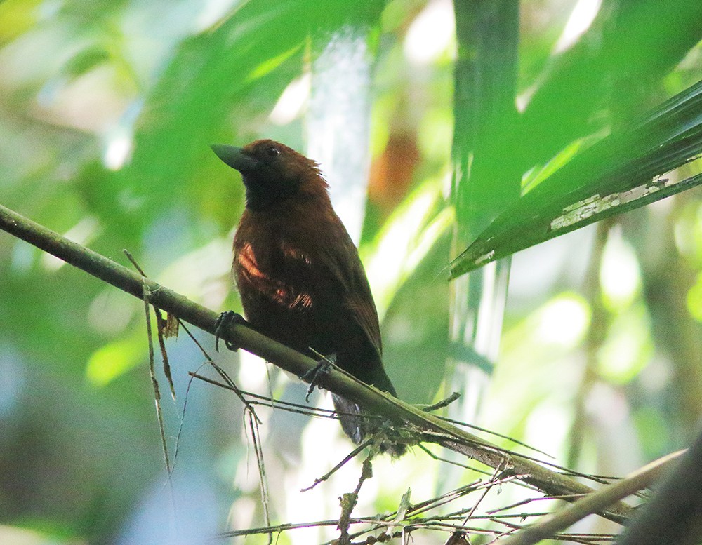 Rondonia Bushbird - ML248313971