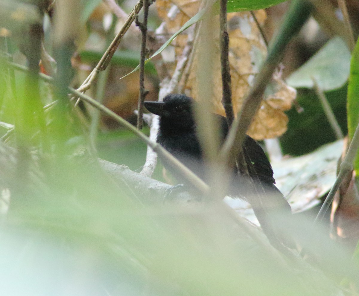 Rondonia Bushbird - ML248314101