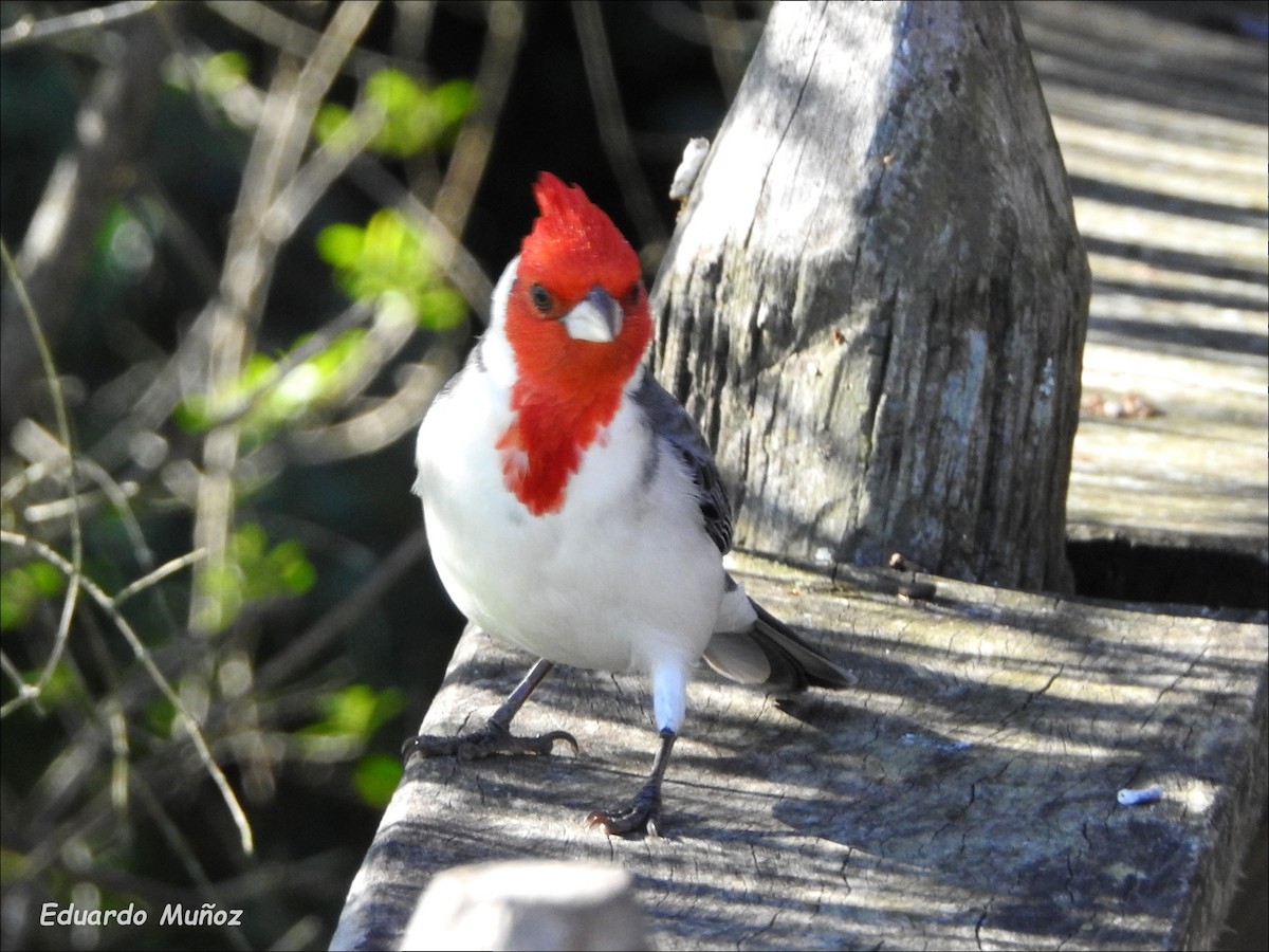 Red-crested Cardinal - Hermann Eduardo Muñoz