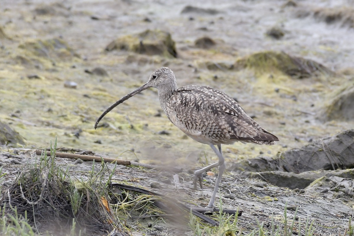 Long-billed Curlew - ML248314351