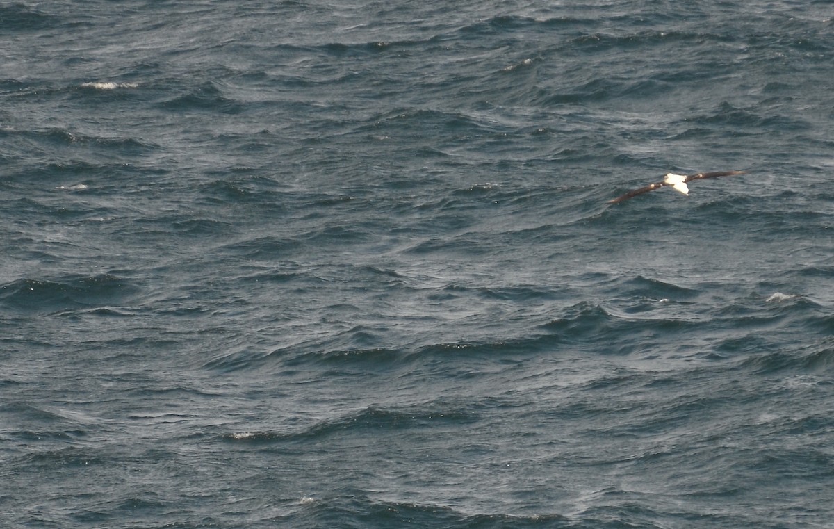 Northern/Southern Royal Albatross - Anonymous