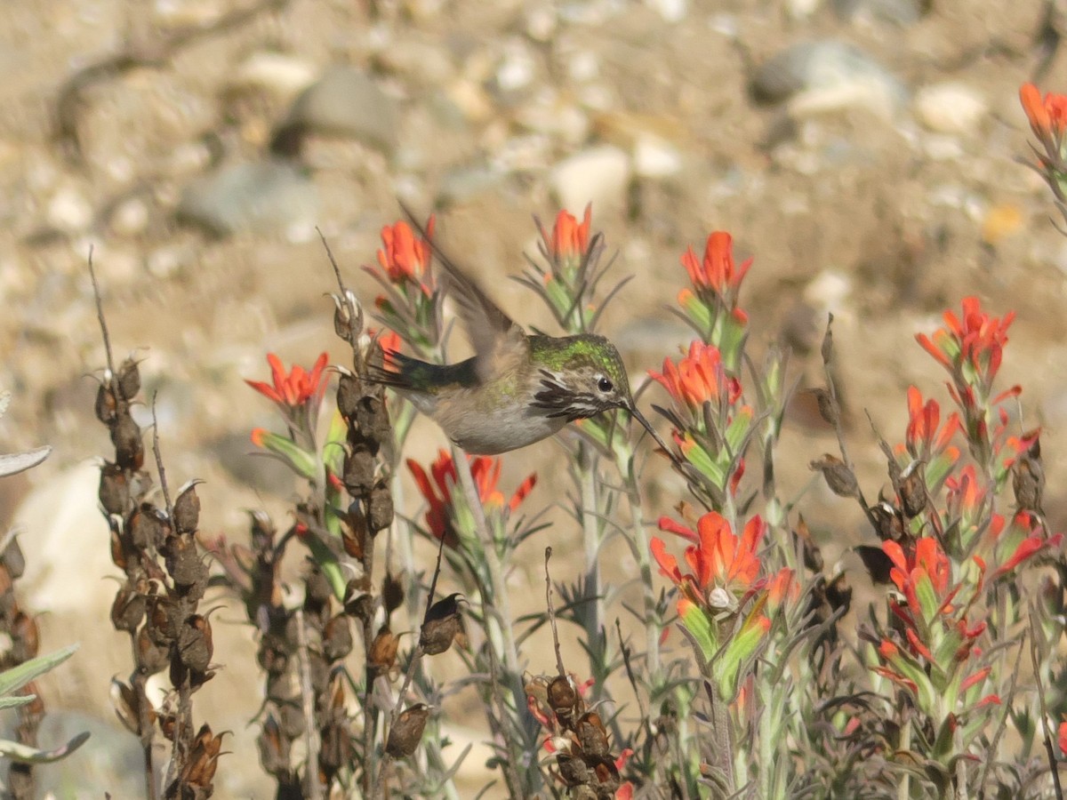 Calliope Hummingbird - ML248318041