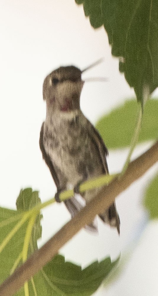 Anna's Hummingbird - ML248321951