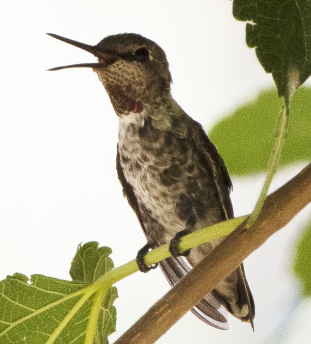 Anna's Hummingbird - ML248322131