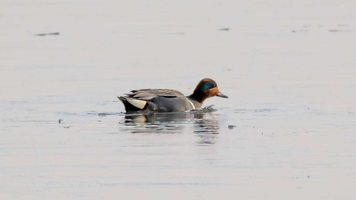 Green-winged Teal - Charlie Shields