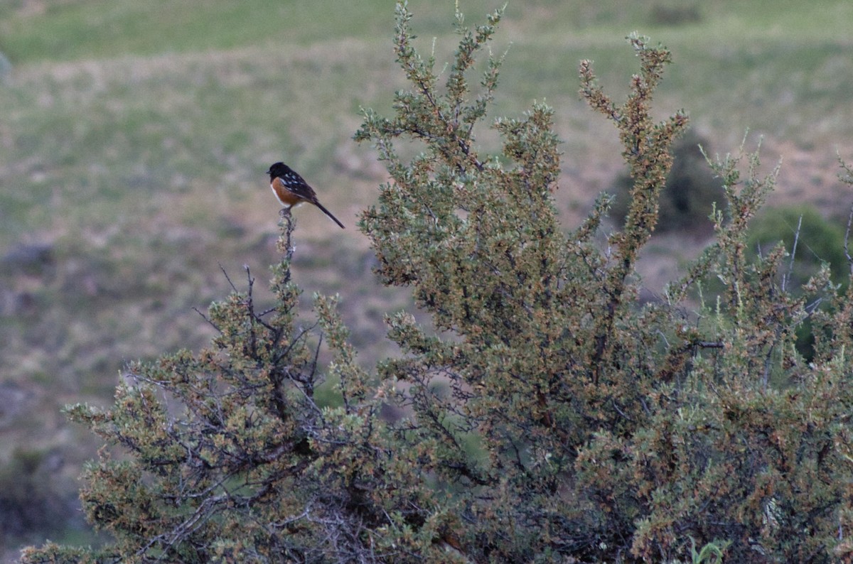 Spotted Towhee - ML248323041