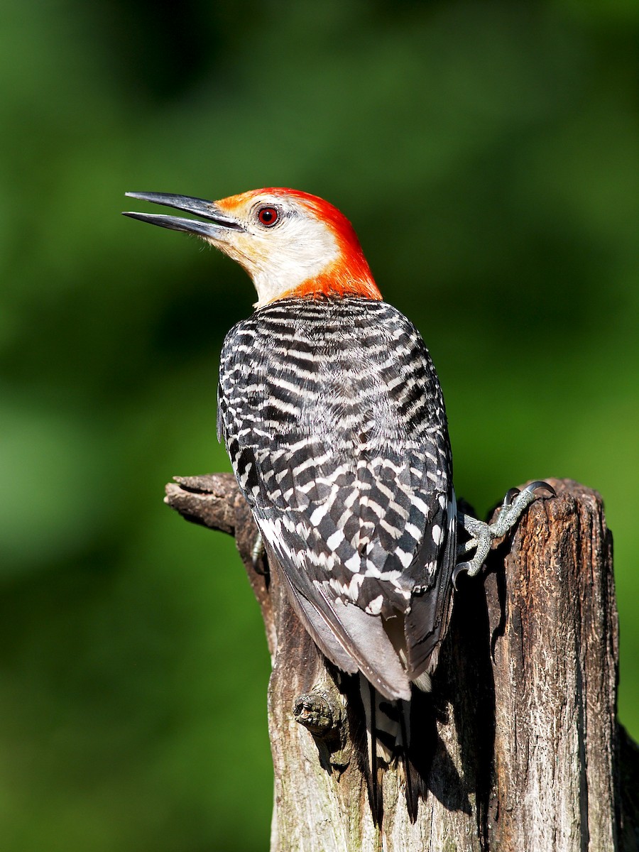 Red-bellied Woodpecker - Gary Mueller