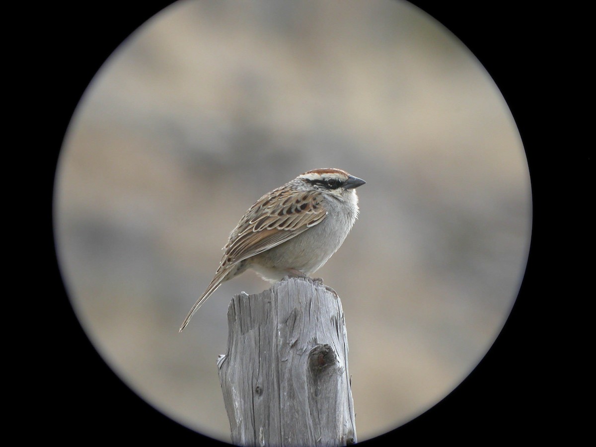 Striped Sparrow - ML24832861