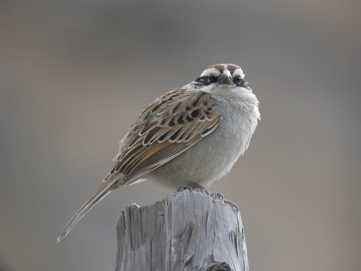 Striped Sparrow - ML24832871