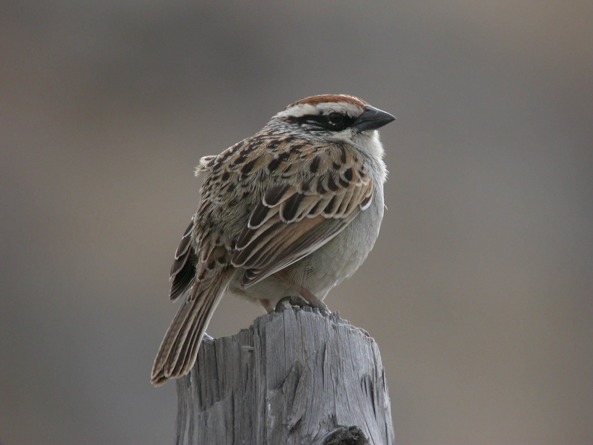 Striped Sparrow - ML24832891