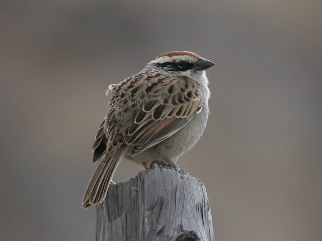 Dorsal view (presumably subspecies&nbsp;<em>palliatus).</em> - Striped Sparrow - 