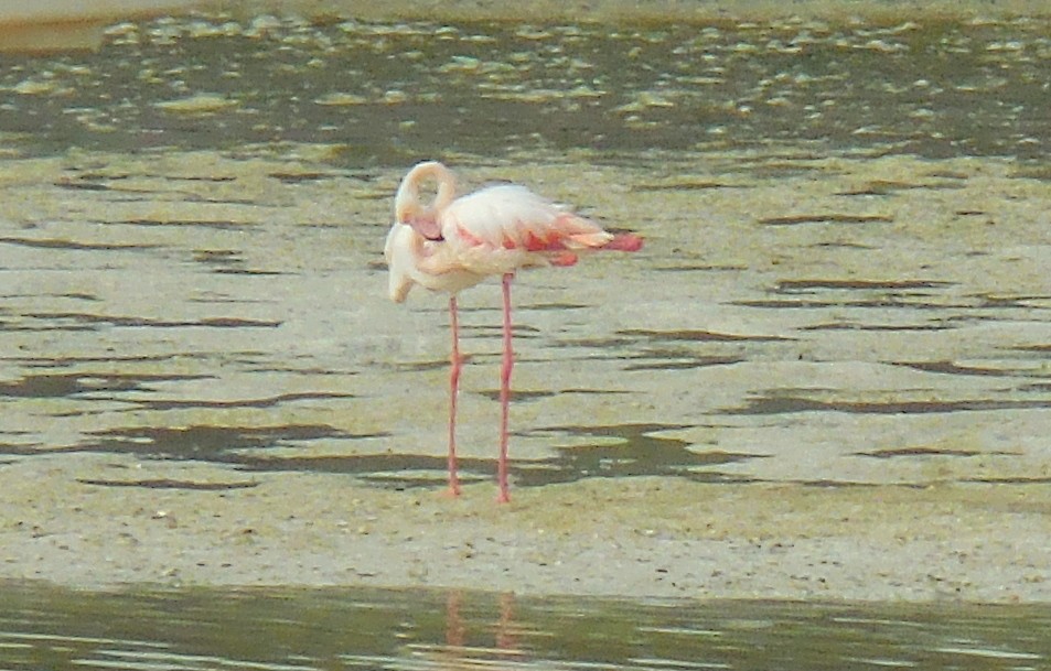 Greater Flamingo - ML248329221