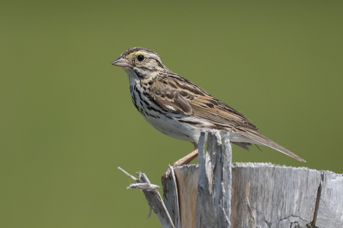 Savannah Sparrow - Peter Hawrylyshyn