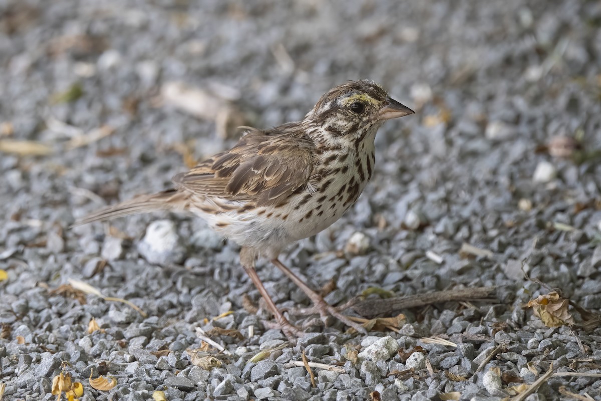 Savannah Sparrow - ML248329821