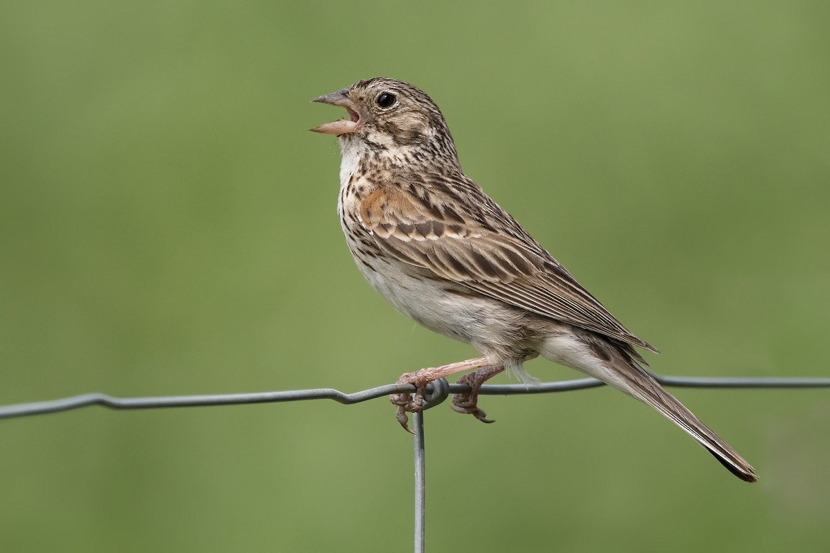 Vesper Sparrow - Peter Hawrylyshyn