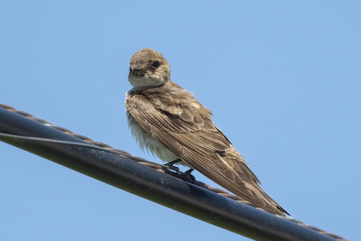 Northern Rough-winged Swallow - ML248333831