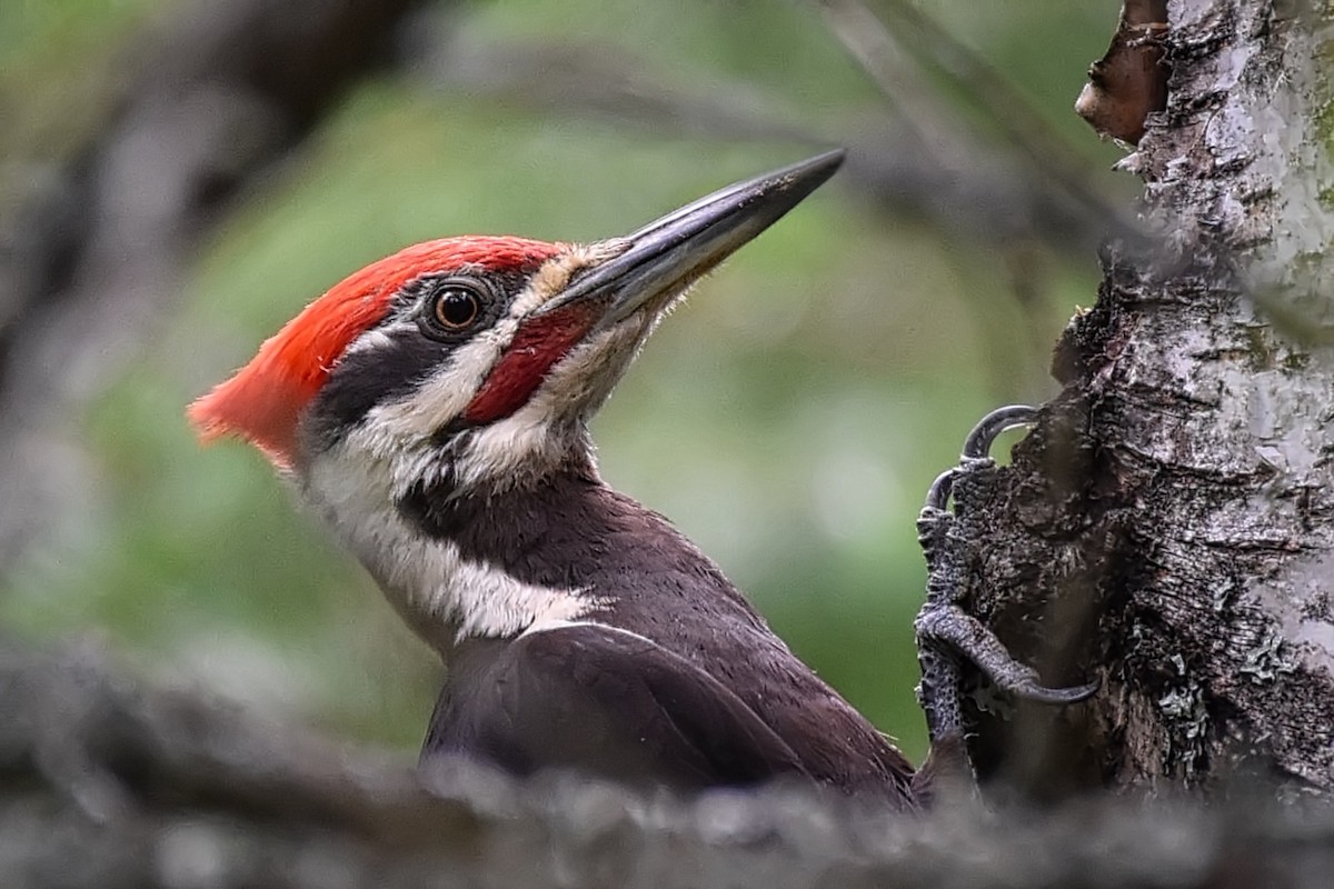 Pileated Woodpecker - ML248341731