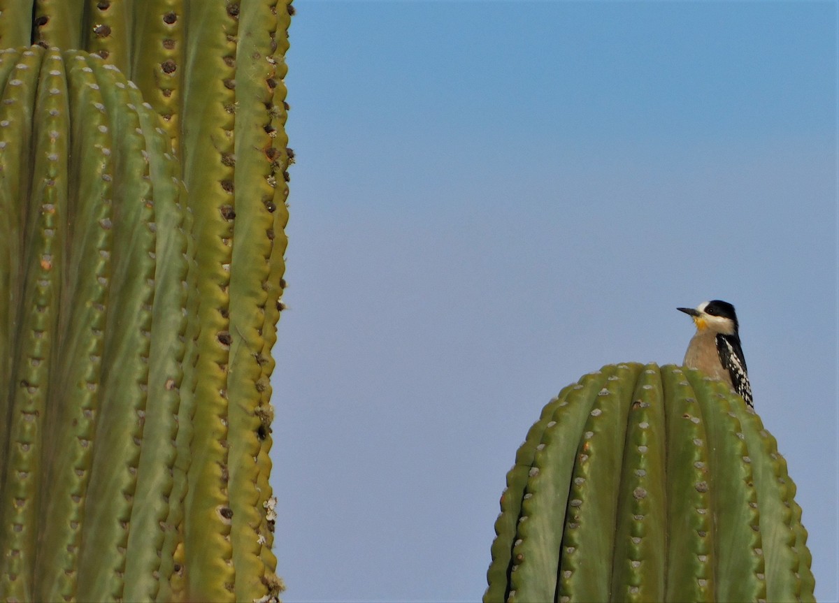 White-fronted Woodpecker - Nicolás Bejarano