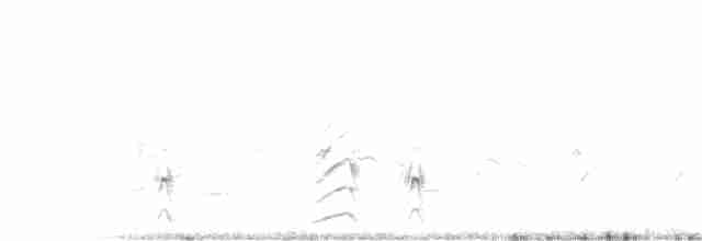 White-tailed Lapwing - ML248345061