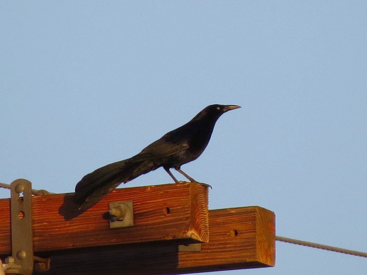 Great-tailed Grackle - ML24834511