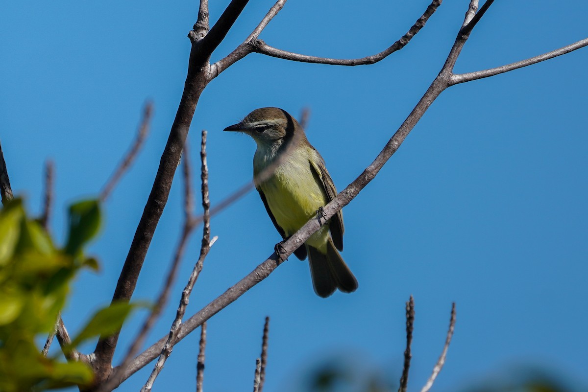 Southern Mouse-colored Tyrannulet - ML248345211