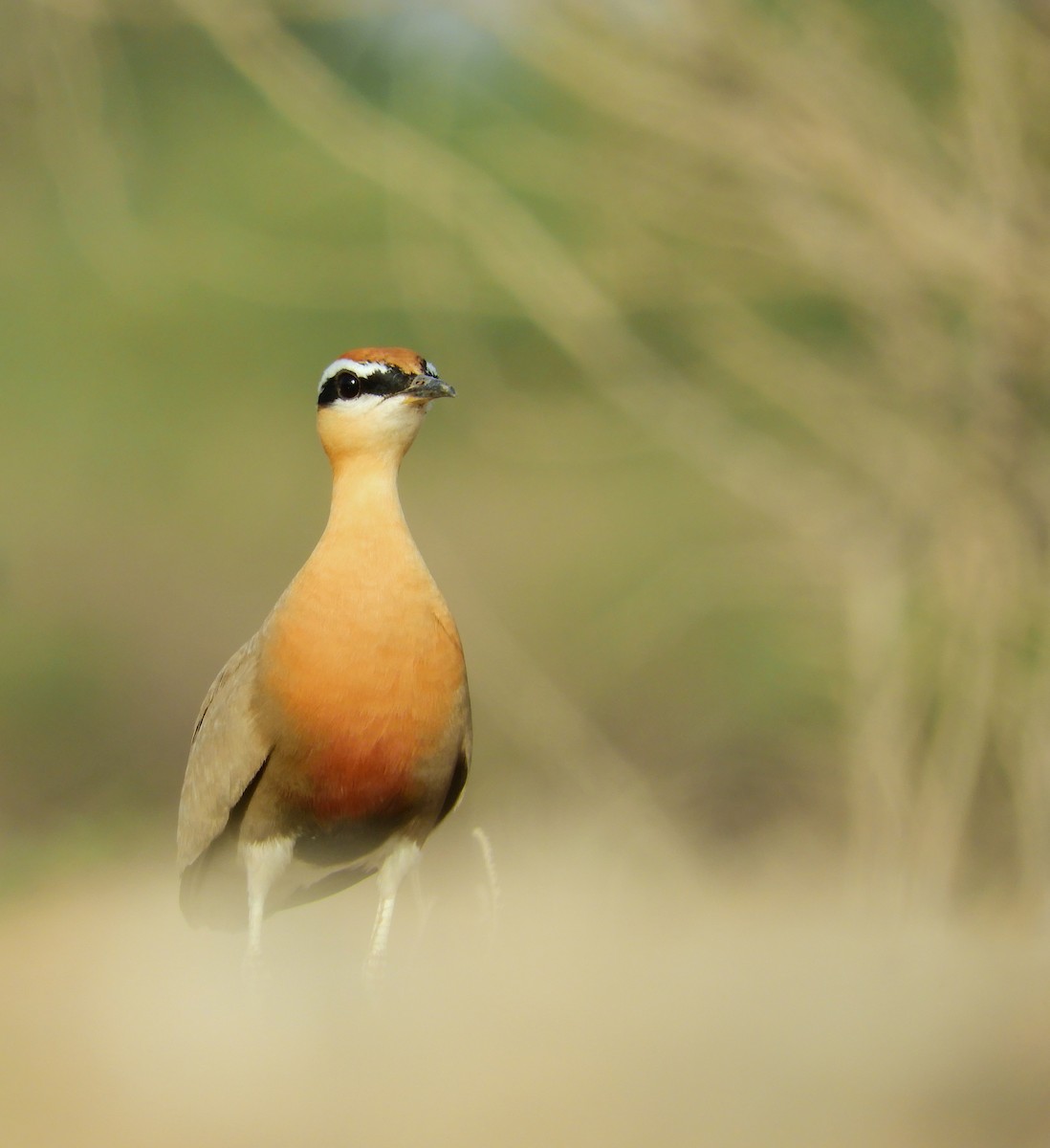 Indian Courser - ML248345311