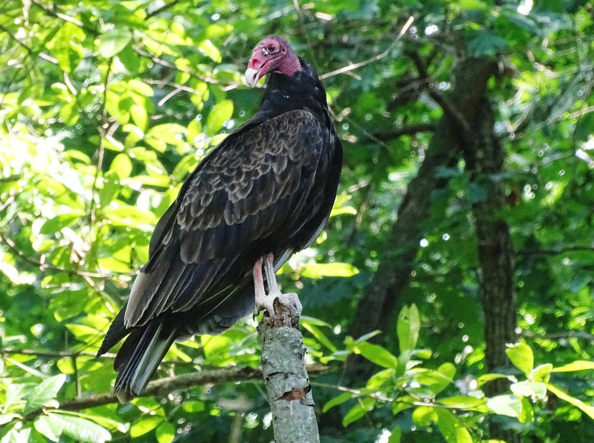 Turkey Vulture - Peter  Dy-Liacco