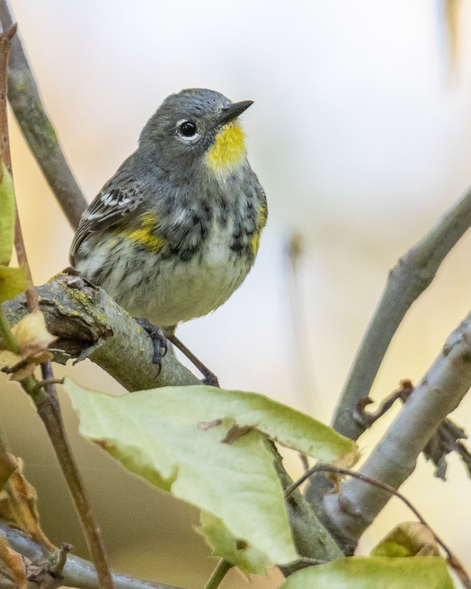 Yellow-rumped Warbler (Audubon's) - Tim Ludwick